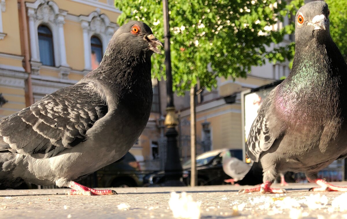 Сытые и довольные. 