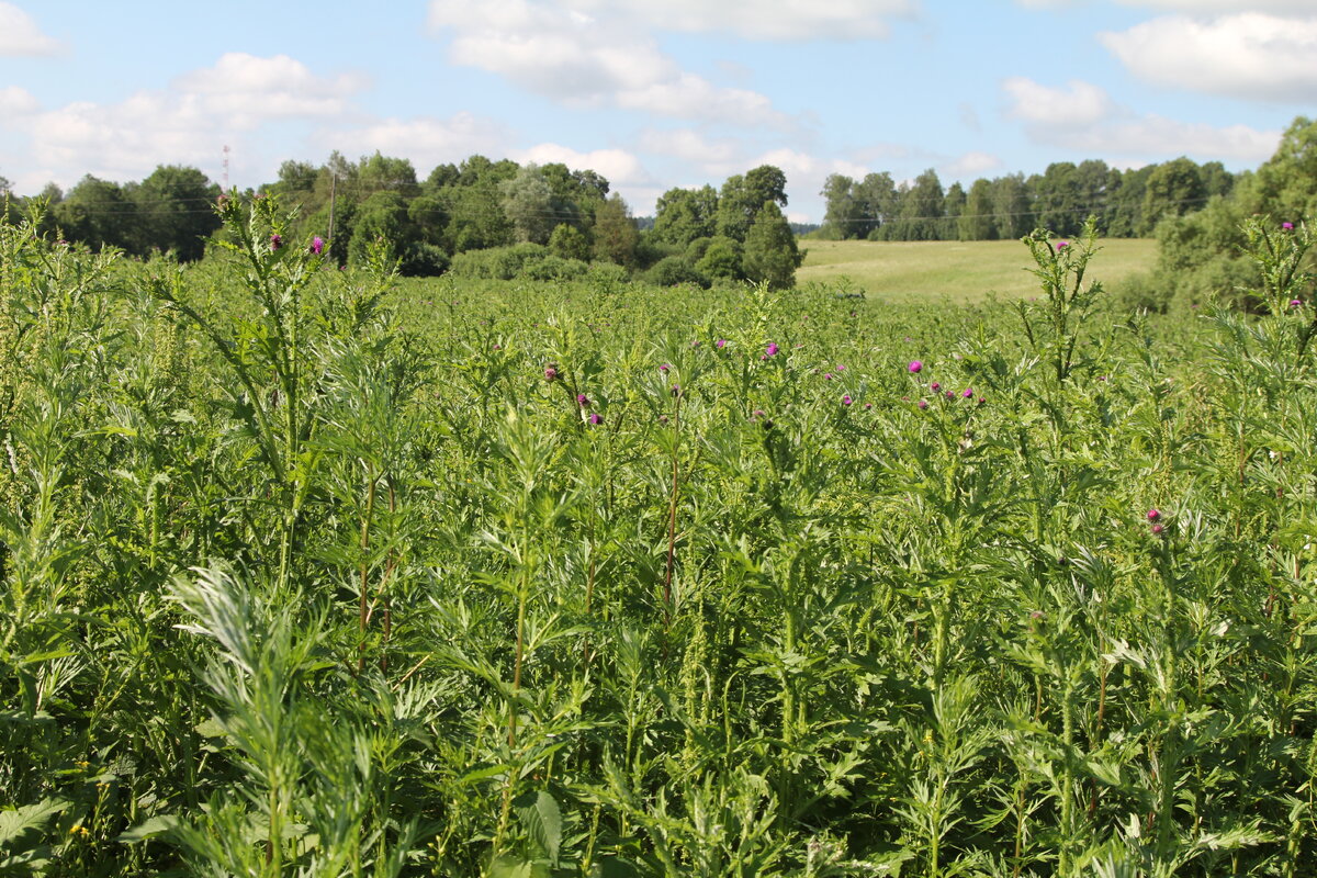 2-х метровые заросли чертополоха на поле,засеянном фацелией
