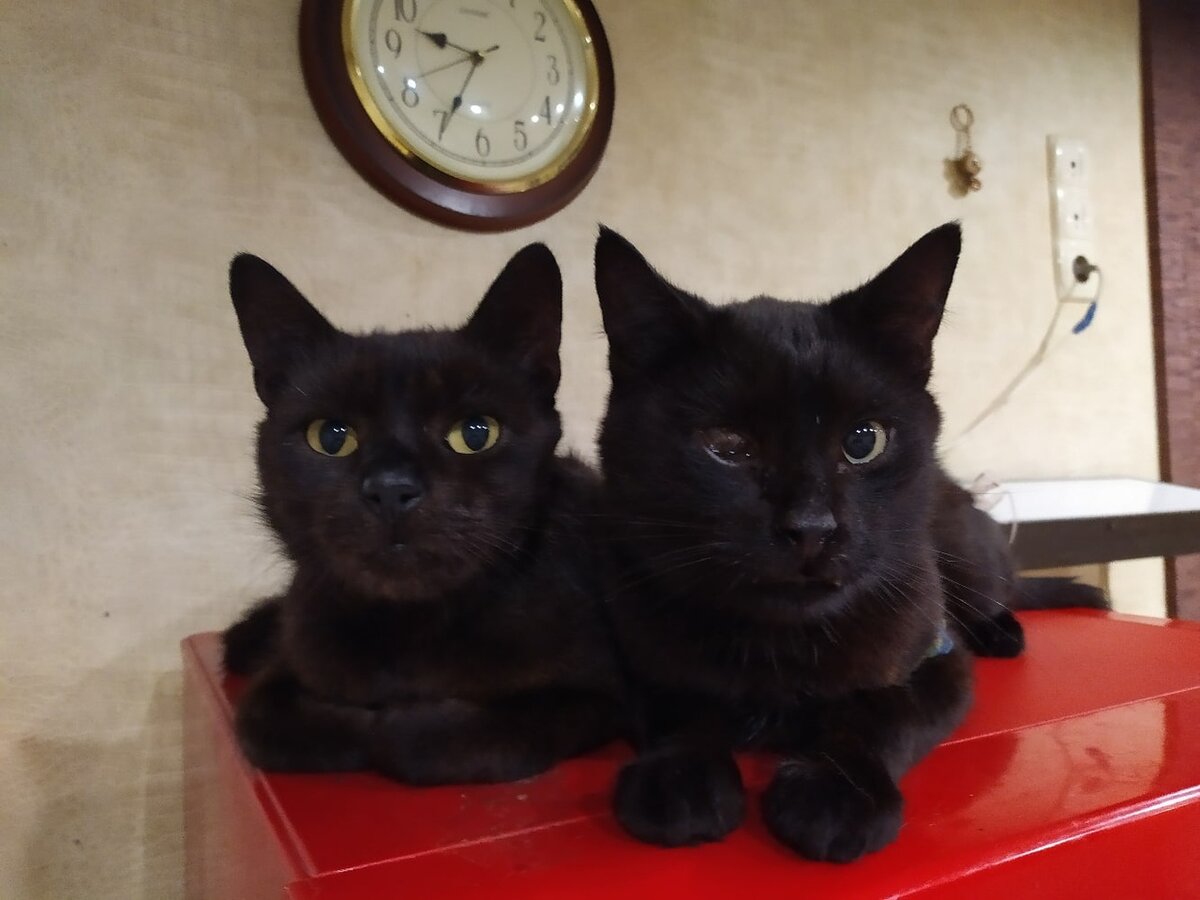 Черный и Феликс.