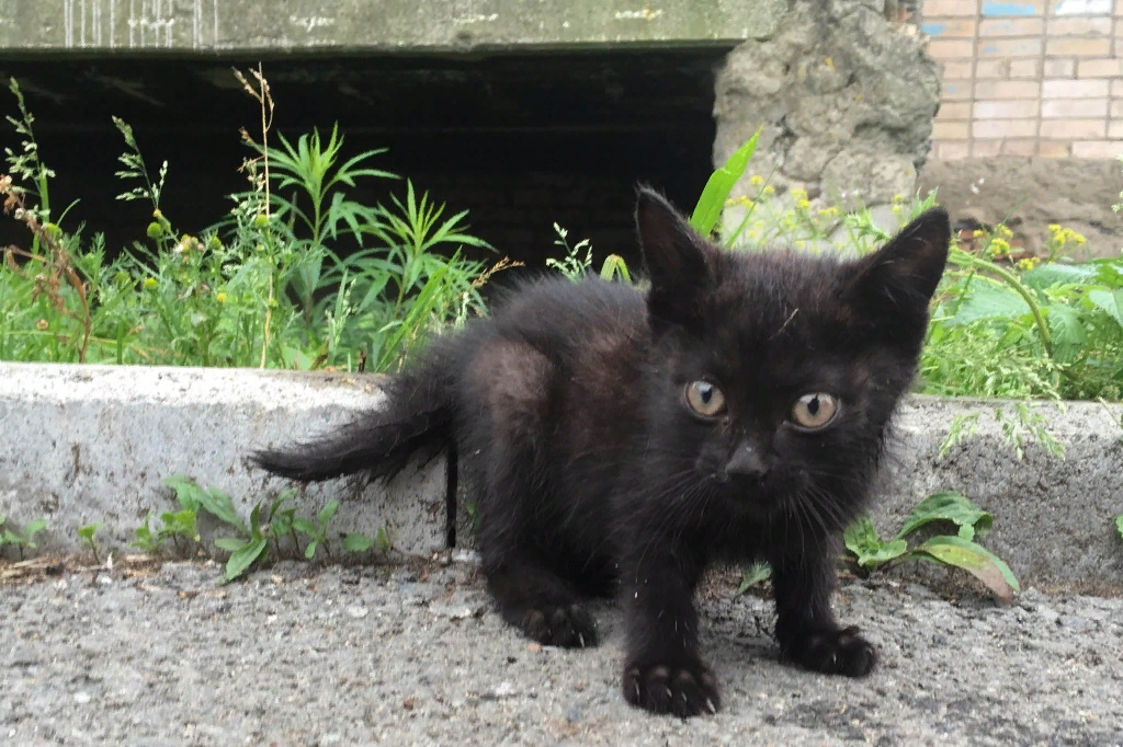 Взять черную кошку. Черный котенок. Бездомный черный котенок. Черный котенок на улице. Котята черного цвета.