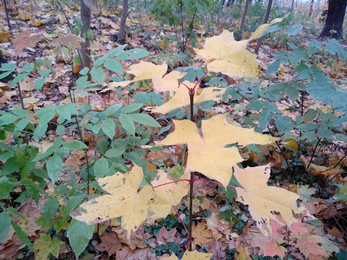 Личное фото