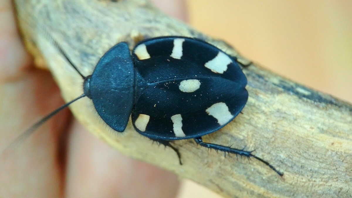 Таракан-домино (Therea sp.) Фото автора.