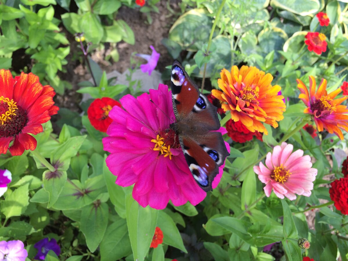 Прекрасные цинии... Фото автора