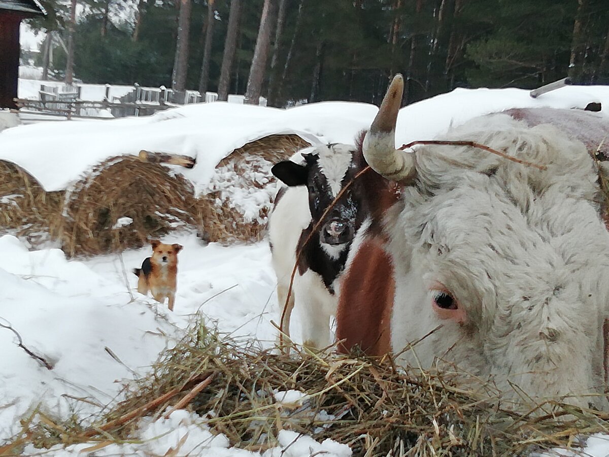 Кто ещё  приехал? 