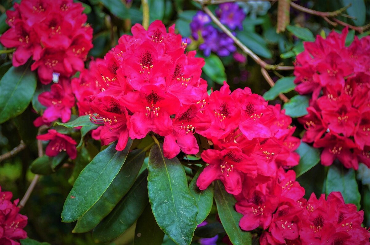  Розовый рододендрон. Фото с источника: https://clck.ru/SsmD9.