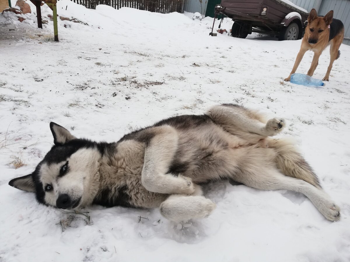Хася и наша собака