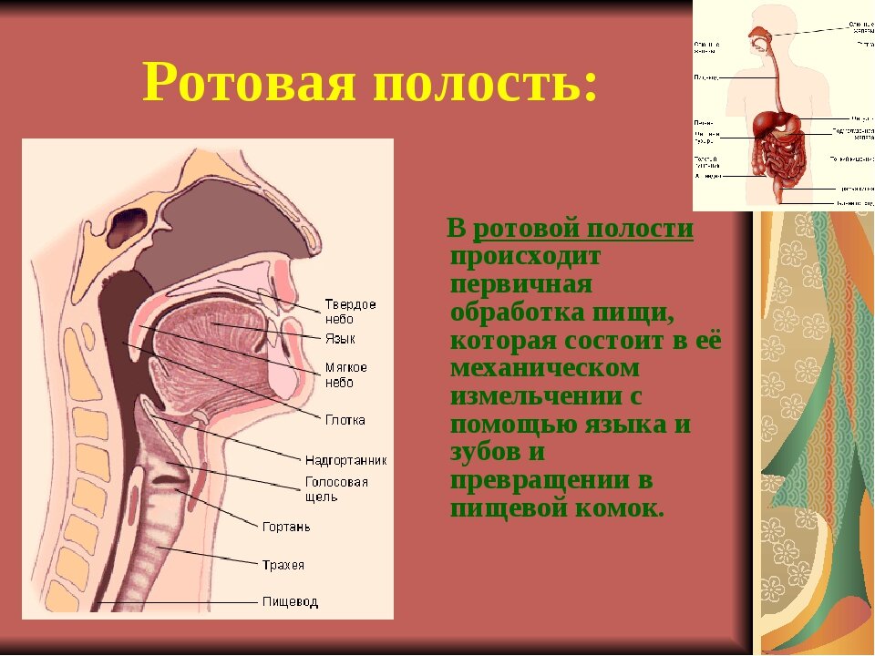 Схема ротовой полости человека