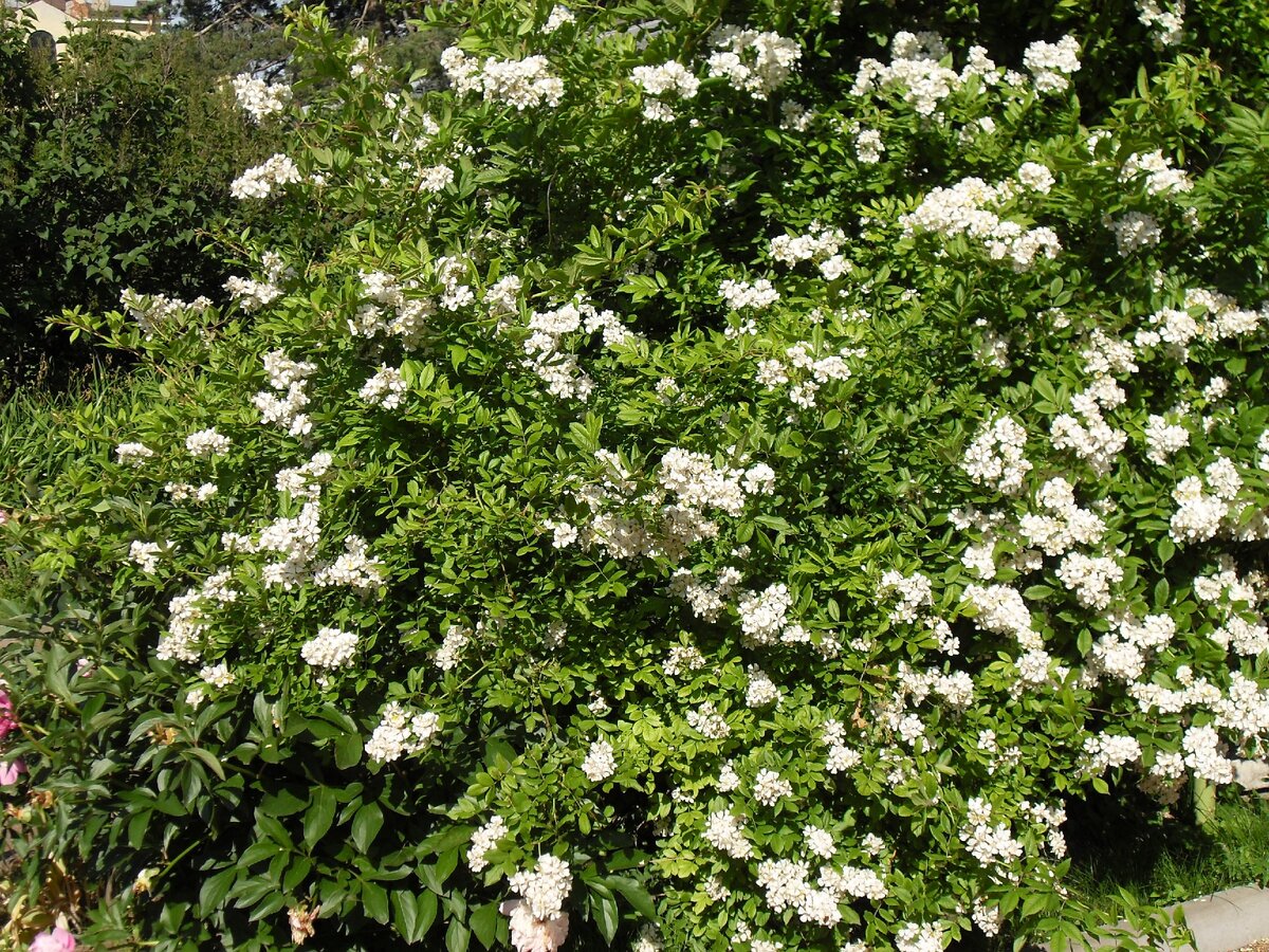 роза многоцветковая (Rosa multiflora)