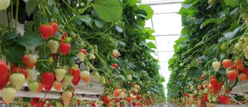 Клубника на гидропонике в теплице.