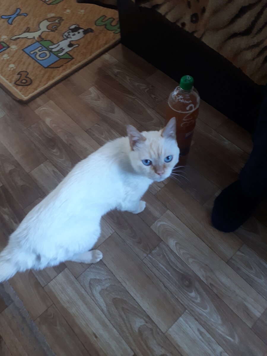 А тунец где?! 