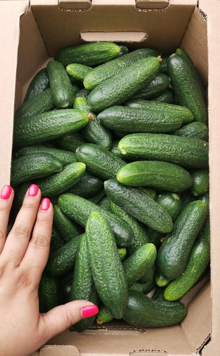 Если к делу подходить обстоятельно, то урожай на подоконнике может быть очень урожайный