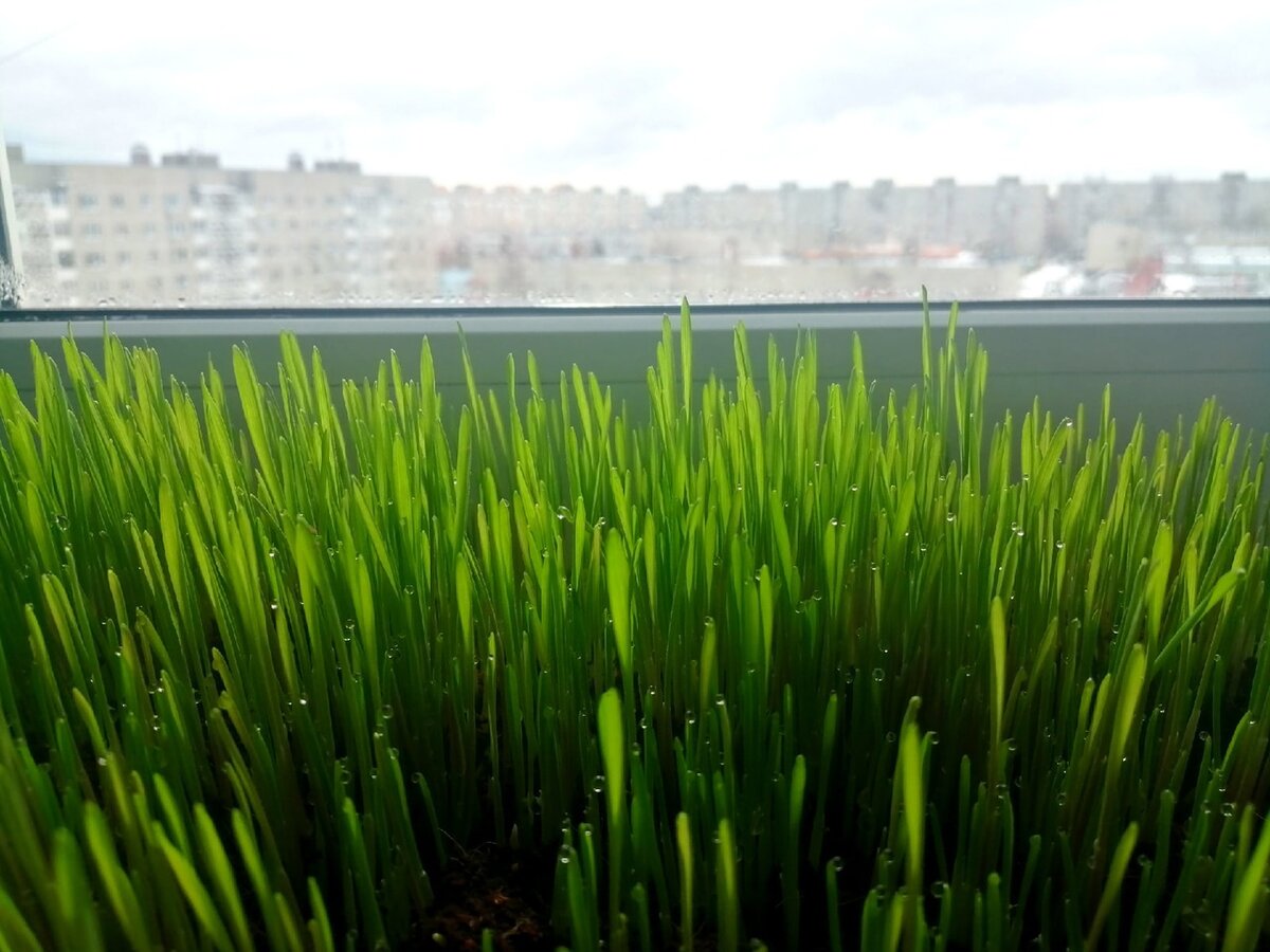 За окном пасмурный февральский город, а у меня на подоконнике летняя травка. И на каждой травинке зависла капелька росы 