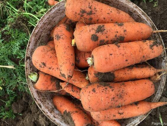 Морковь абако. Запас моркови в мешках. Морковь в огороде. Морковь мытая маленькая. Крупная морковь.