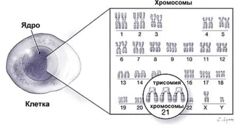 Источник изображения: vse-pro-geny.com