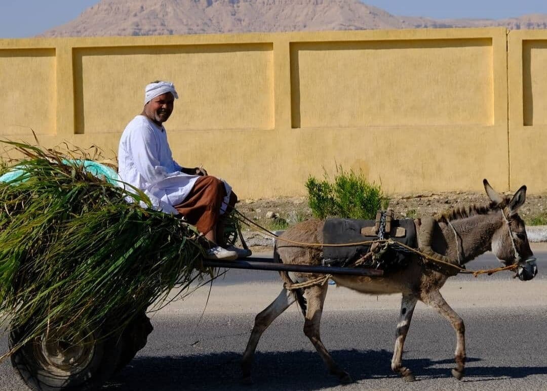 Мужчина на осле. Египет