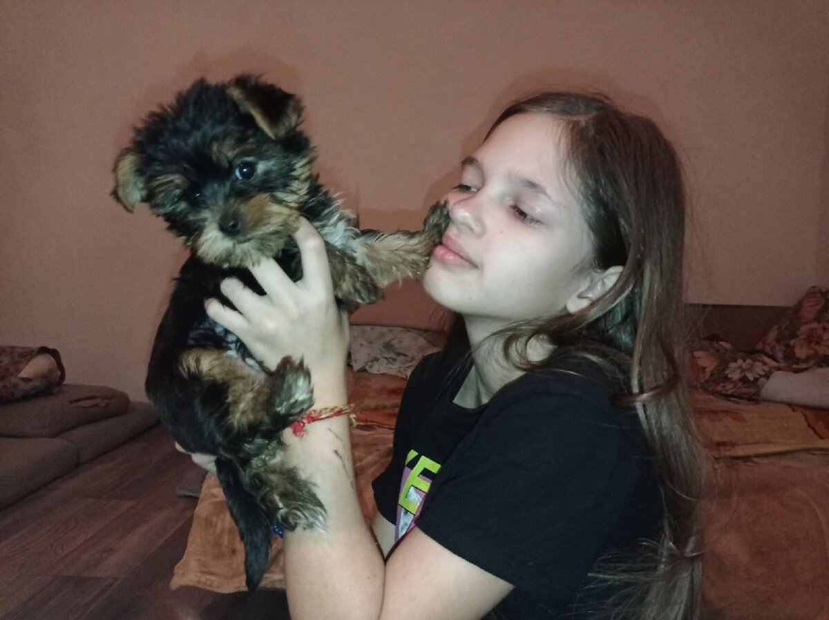 С йорками обожают возиться вся семья заводчицы, дети - играют с собаками, помогают кормить и ухаживать за ними