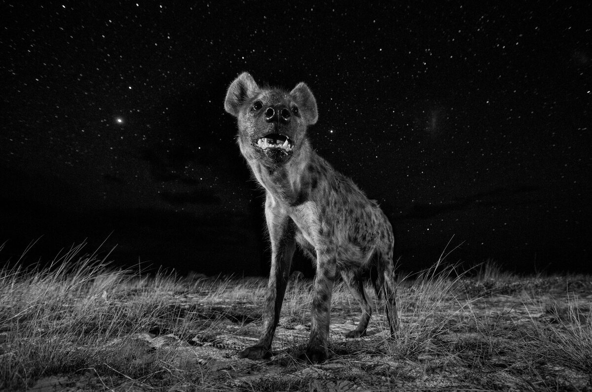 Will Burrard-Lucas