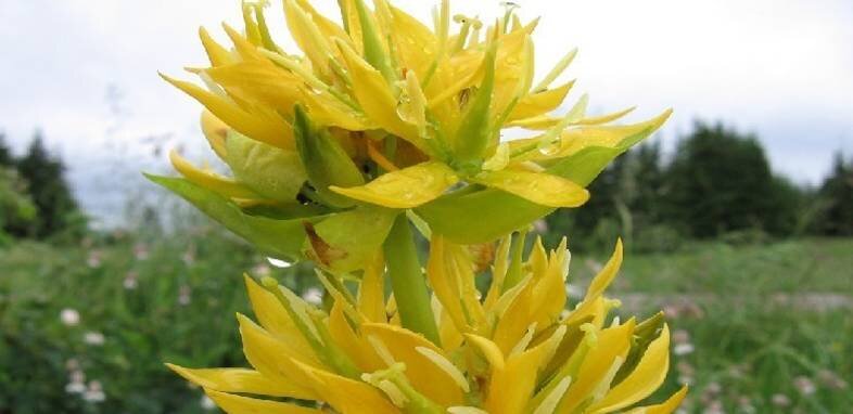 Горечавка желтая