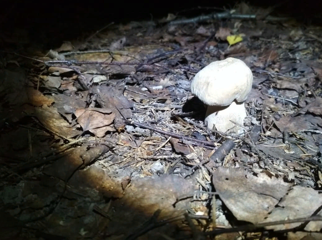 Ночной сбор грибов,10.07.2021 Подмосковье.