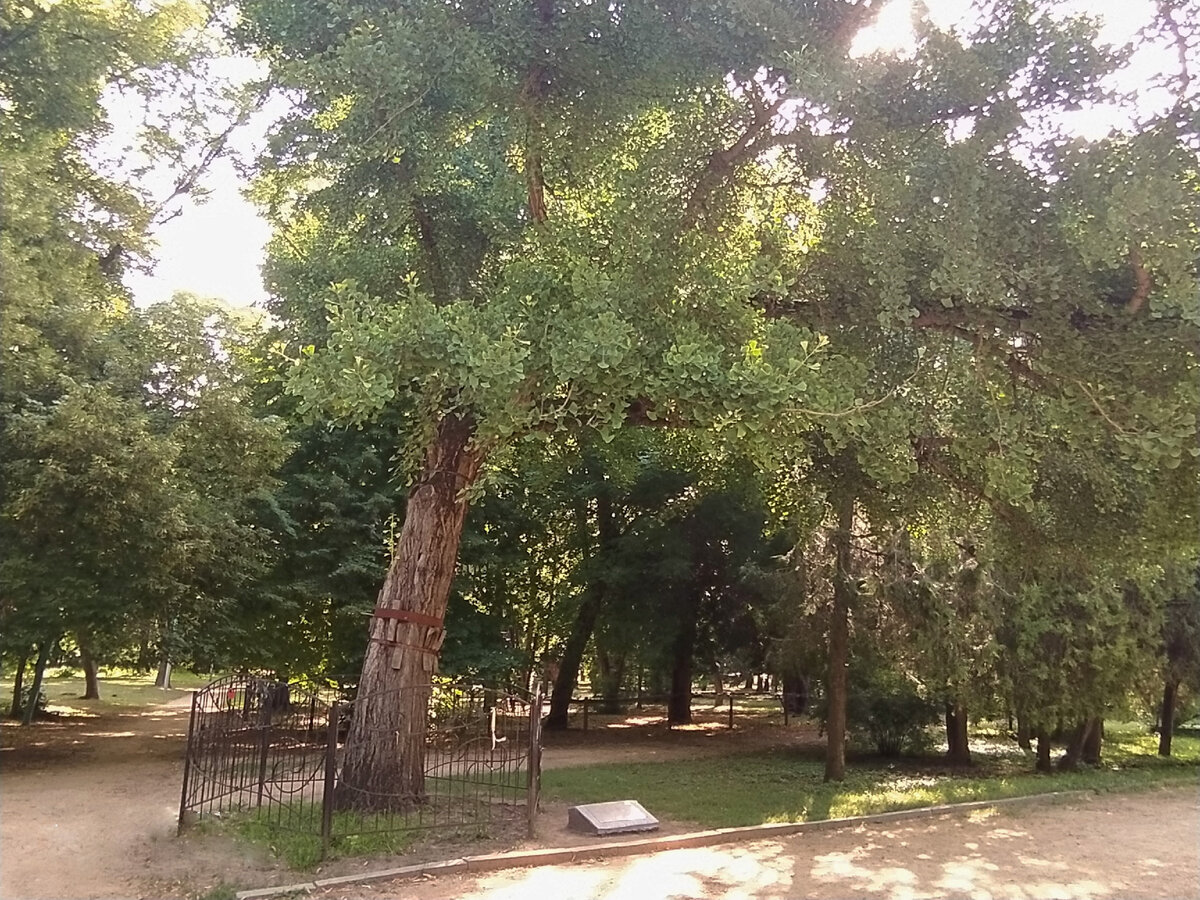 Дерево гинкго билоба в парке