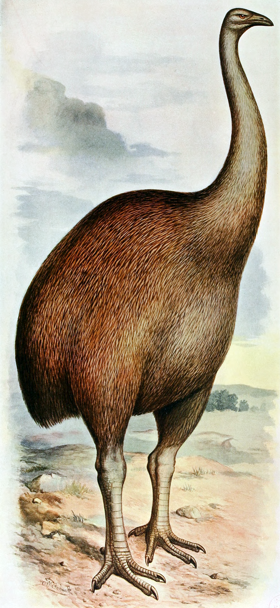 Вымерший гигант 9 букв сканворд. МОА вымершая птица. Dinornis robustus. Птица МОА новая Зеландия. Гигантская птица МОА.