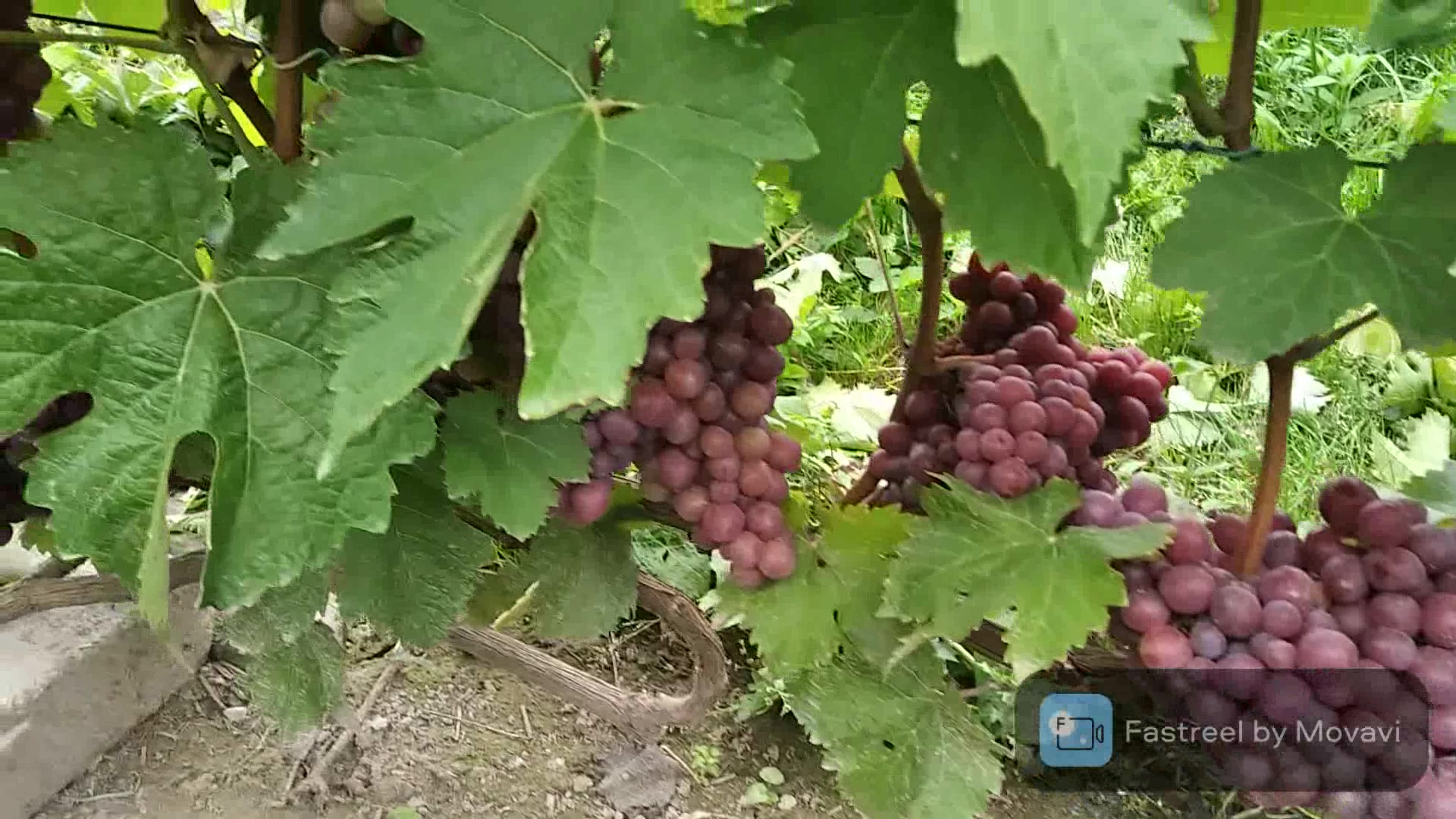 Сорта винограда для Брянской области названия, фото, описание