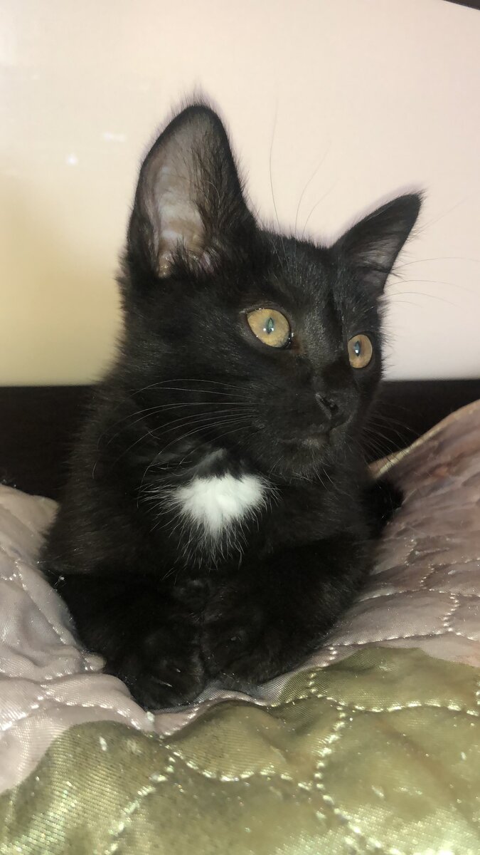 Наш котик 🐈‍⬛ 