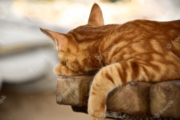 фото от Freepic