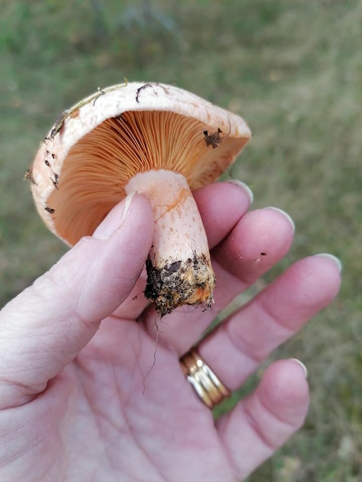 Этот молодой рыжик прекрасно подойдёт для карпаччо! Нижнюю часть ножки - в земле - надо отрезать ещё в лесу. Фото автора