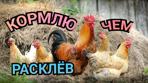 От расклева для кур. Расклеешь. Расклёв яиц курами. Расклеешь. Расклеешь.