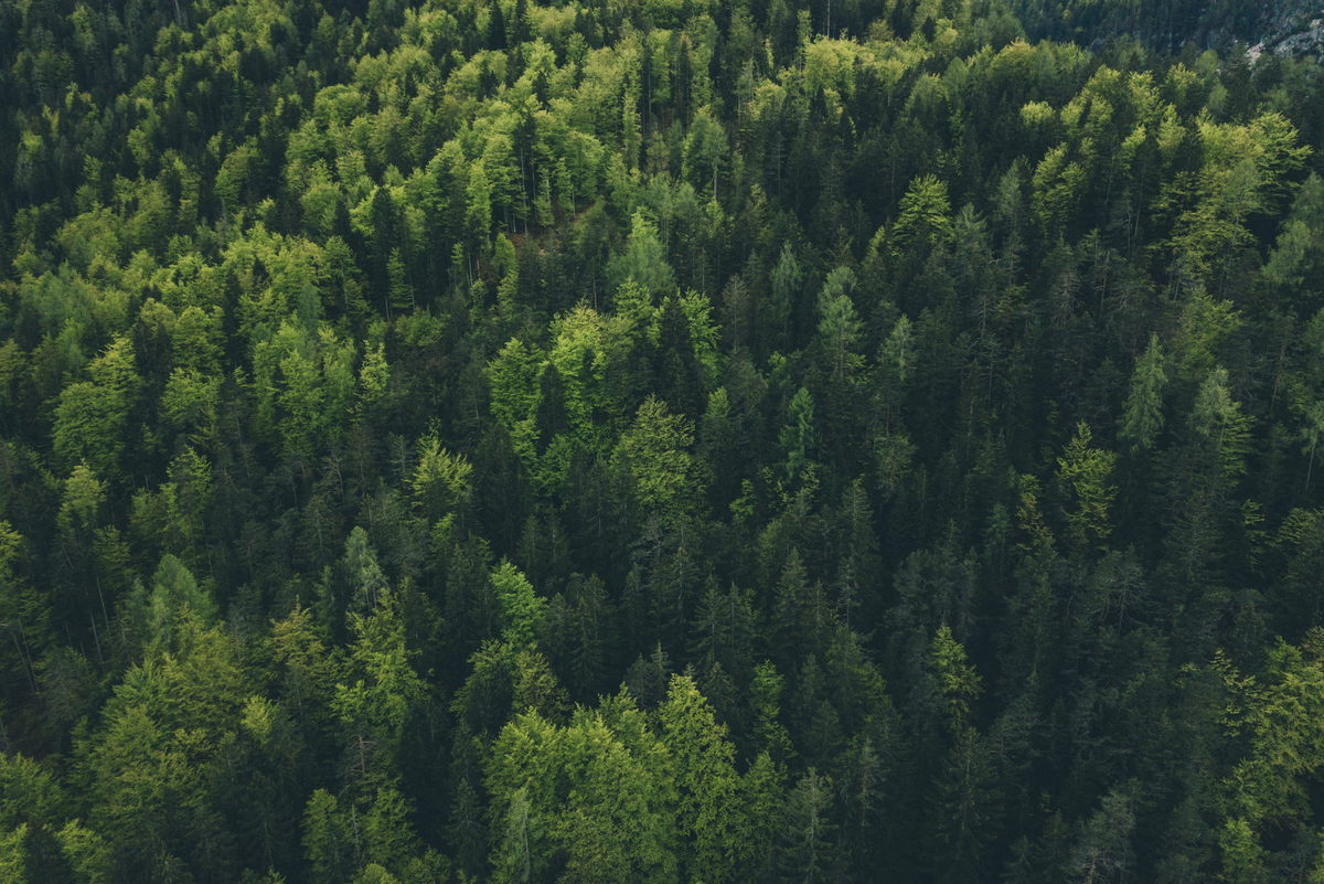 Фото: @vraadenburg, Unsplash 