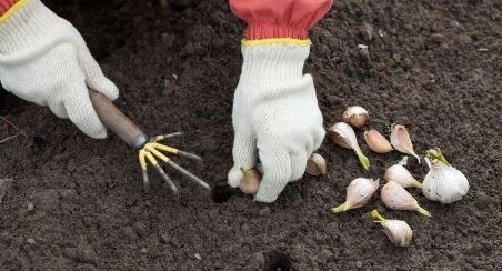Посадка озимого чеснока
