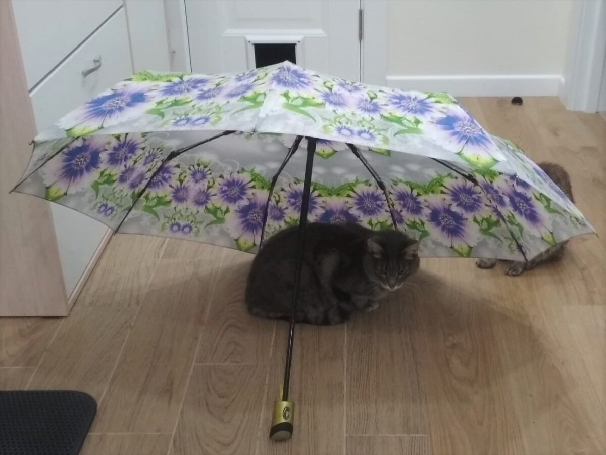 Диджей спасается от квартирного дождя. Муся безуспешно пытается выгнать его. Позади виднеется дырка, ведущая в "лотковую"/кладовку. Мы думали, что первое время придется оставлять дверь открытой. Однако, котики быстро поняли, что к чему и освоили искусство открытой дырки.