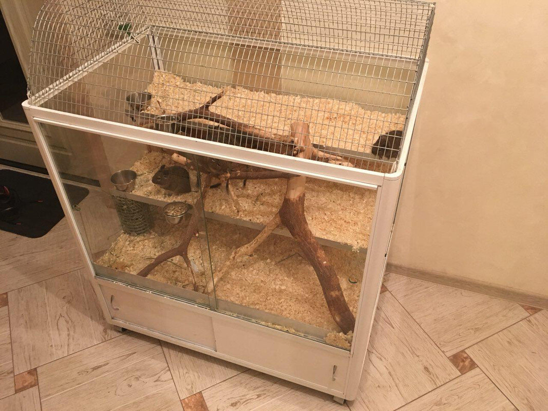 Жилище для дегу