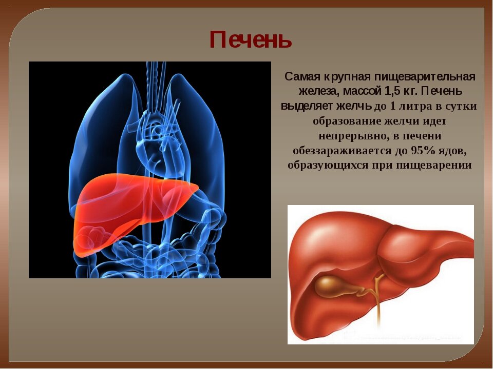 Печень картинки для презентации