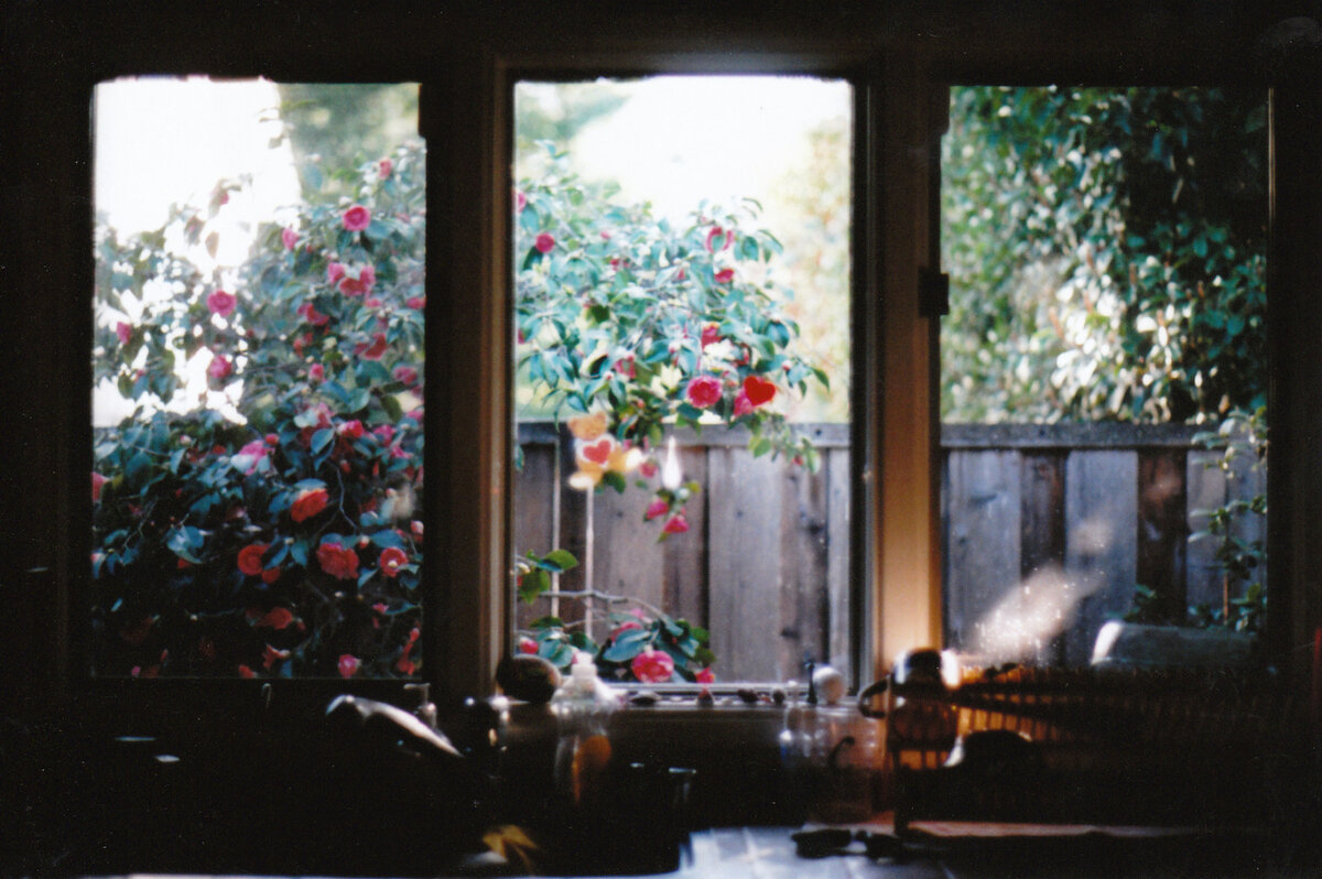 Цветы вид за окном