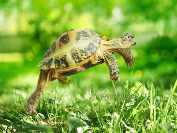 Вперед в черепахе. Черепаха бежит. Скорость черепахи. Веселая черепашка. Быстрая черепаха.