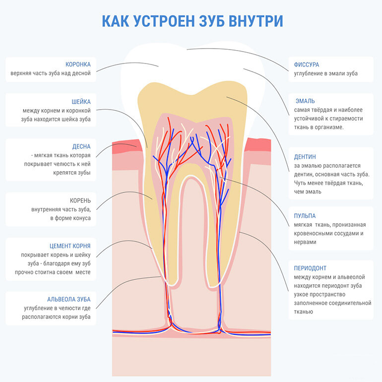 Анатомия зубов (плакат)