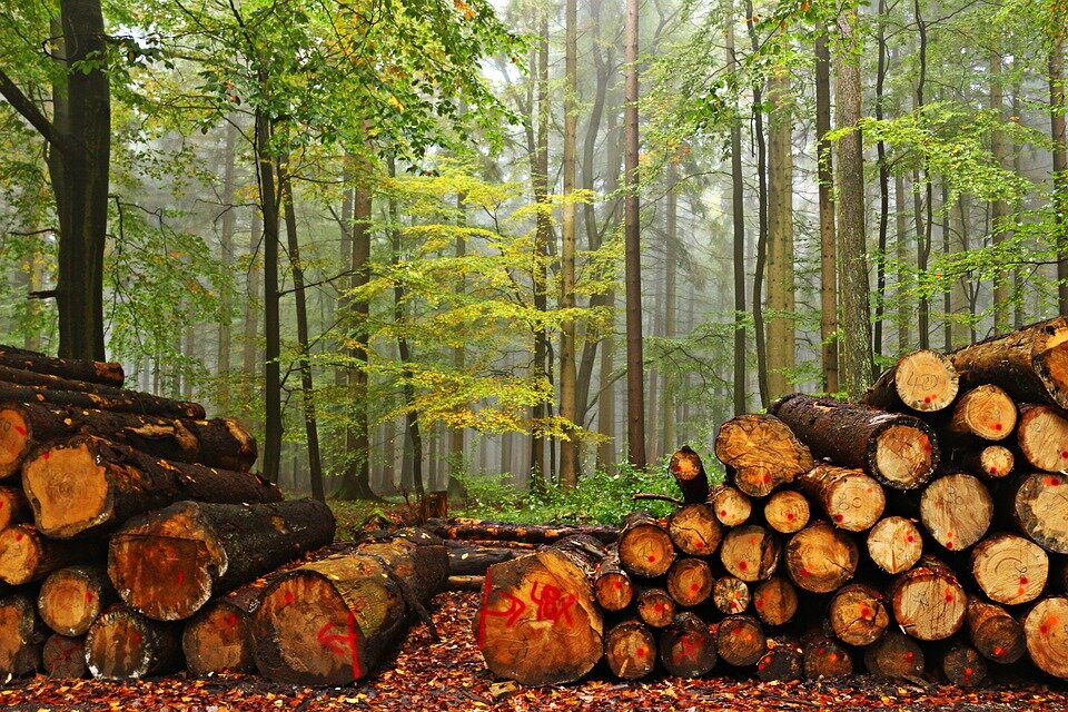 Пожары, вырубки и стихийные бедствия - основные причины гибели лесов