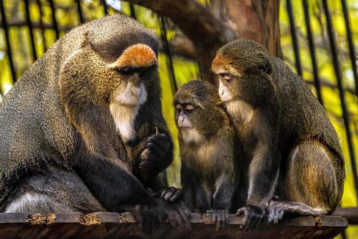    Приматы в Новосибирске никогда не болели оспой обезьян. Фото с сайта Новосибирского зоопарка