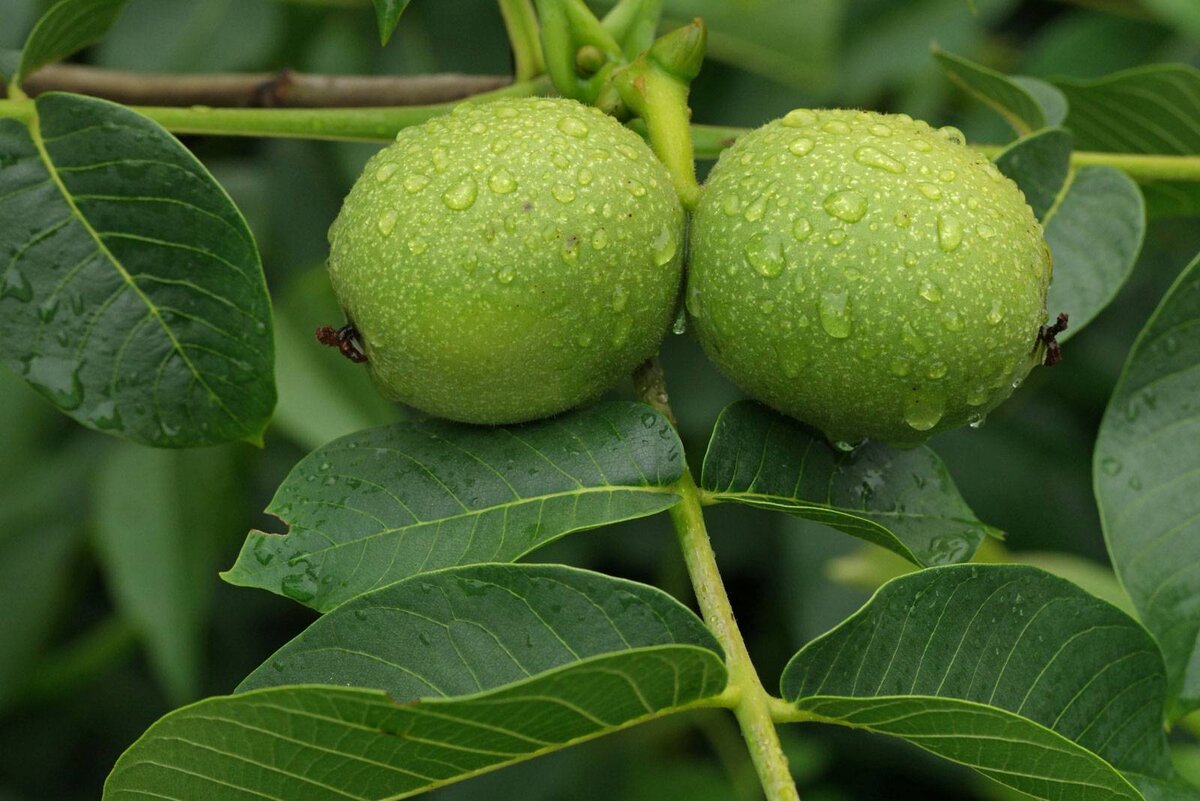 Орех грецкий (Juglans Regia)