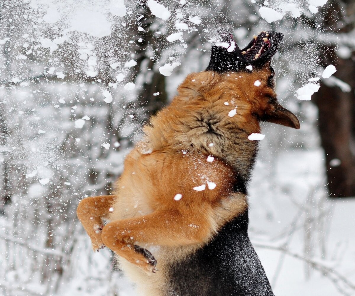 Фото с сайта sobaka-ru.livejournal.com