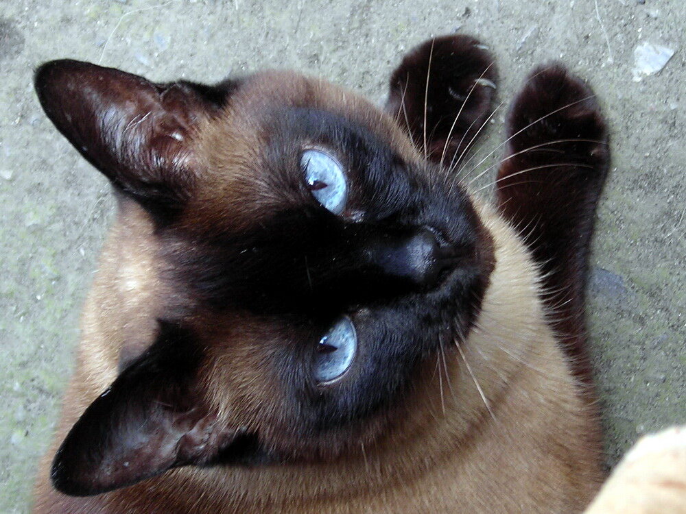 Фотографироваться ей никогда не нравилось.