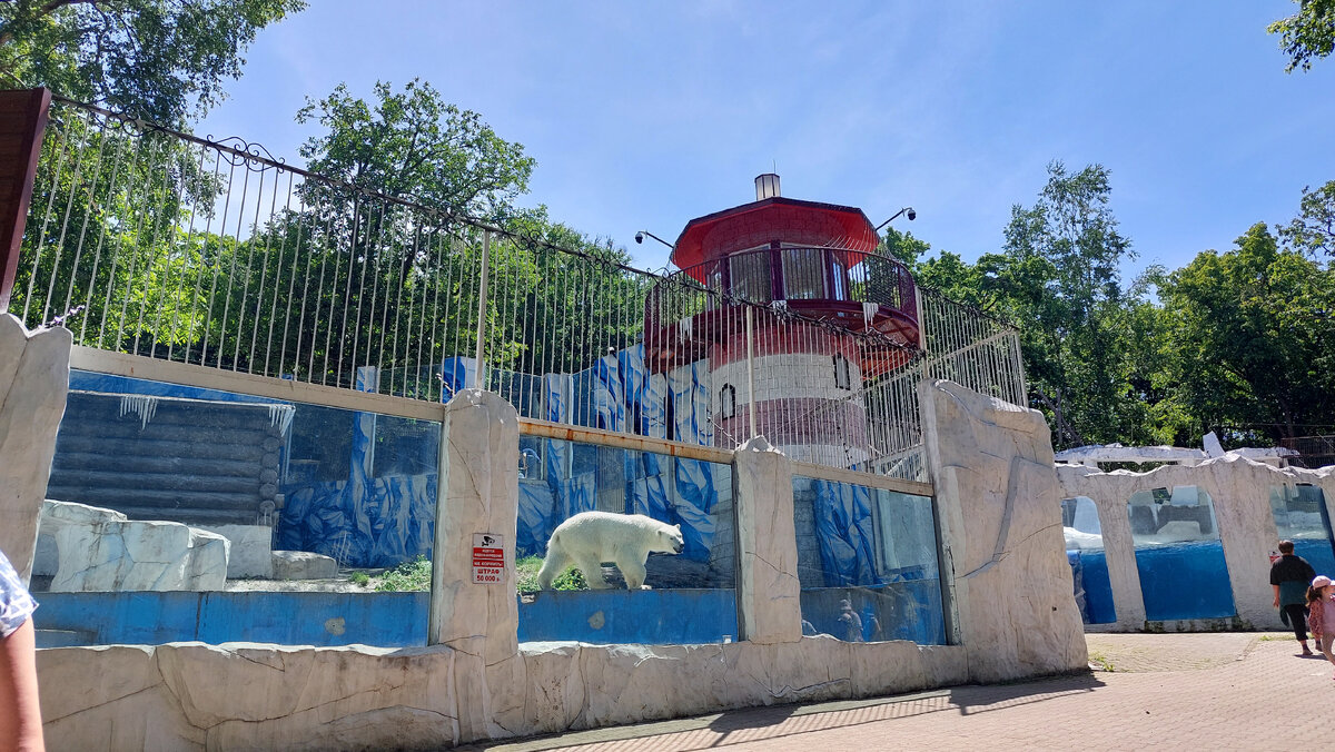 Белый медведь