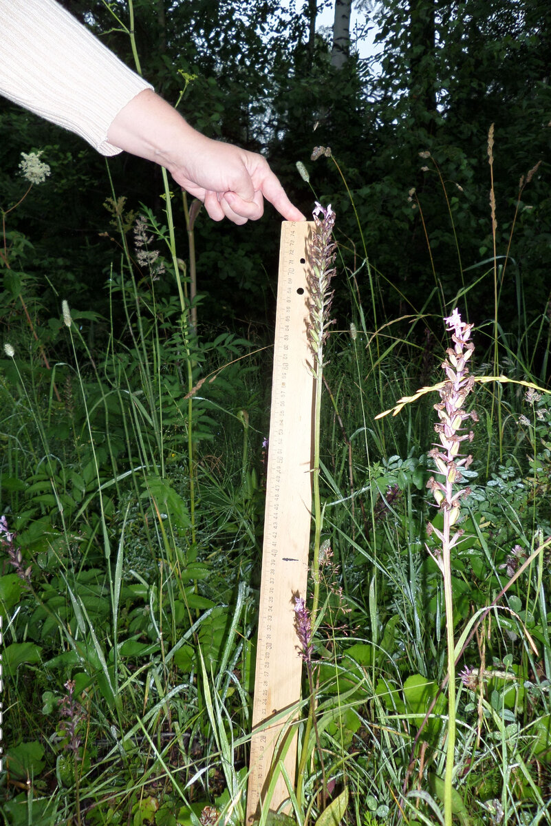 Пальчатокоренник Фукса — Dactylorhiza fuchsii, фото автора