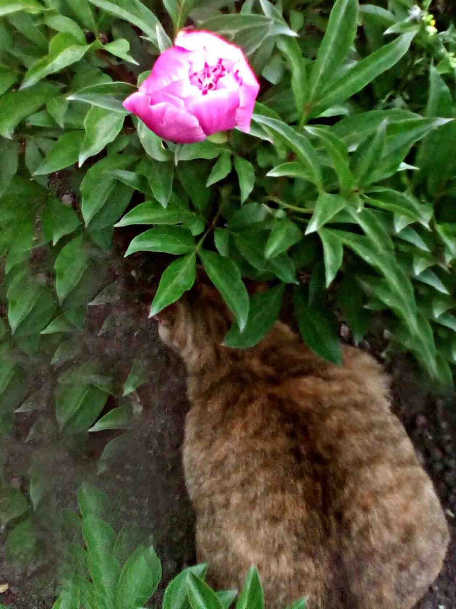 Бусинка и пионы (Фото автора).