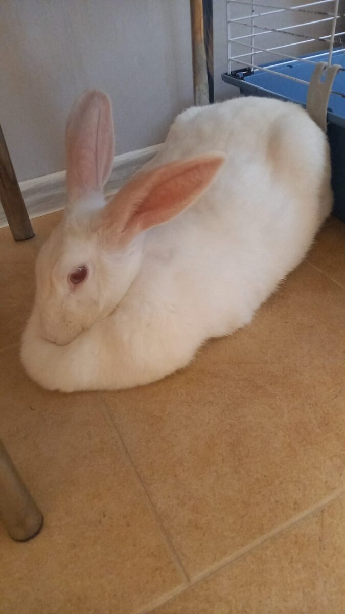 Эту толстуху мы нашли на парковке у дома, тогда она была еще маленькой. Сейчас это 7 кг кролика ))))