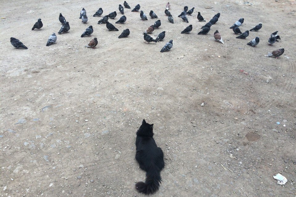     Если вы любите вашу кошку – держите ее дома, считают чиновники в Торонто Алексей ФОКИН