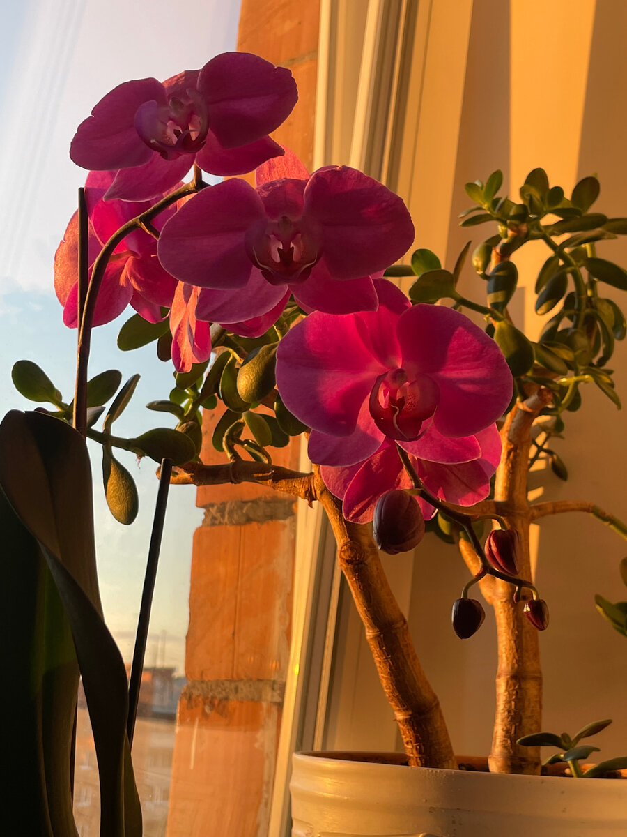 Орхидею мне подарили в прошлом году. Я думала, она умрет, но оказалось, что ей у меня хорошо. В отличие от многих других менее прихотливых цветов. 