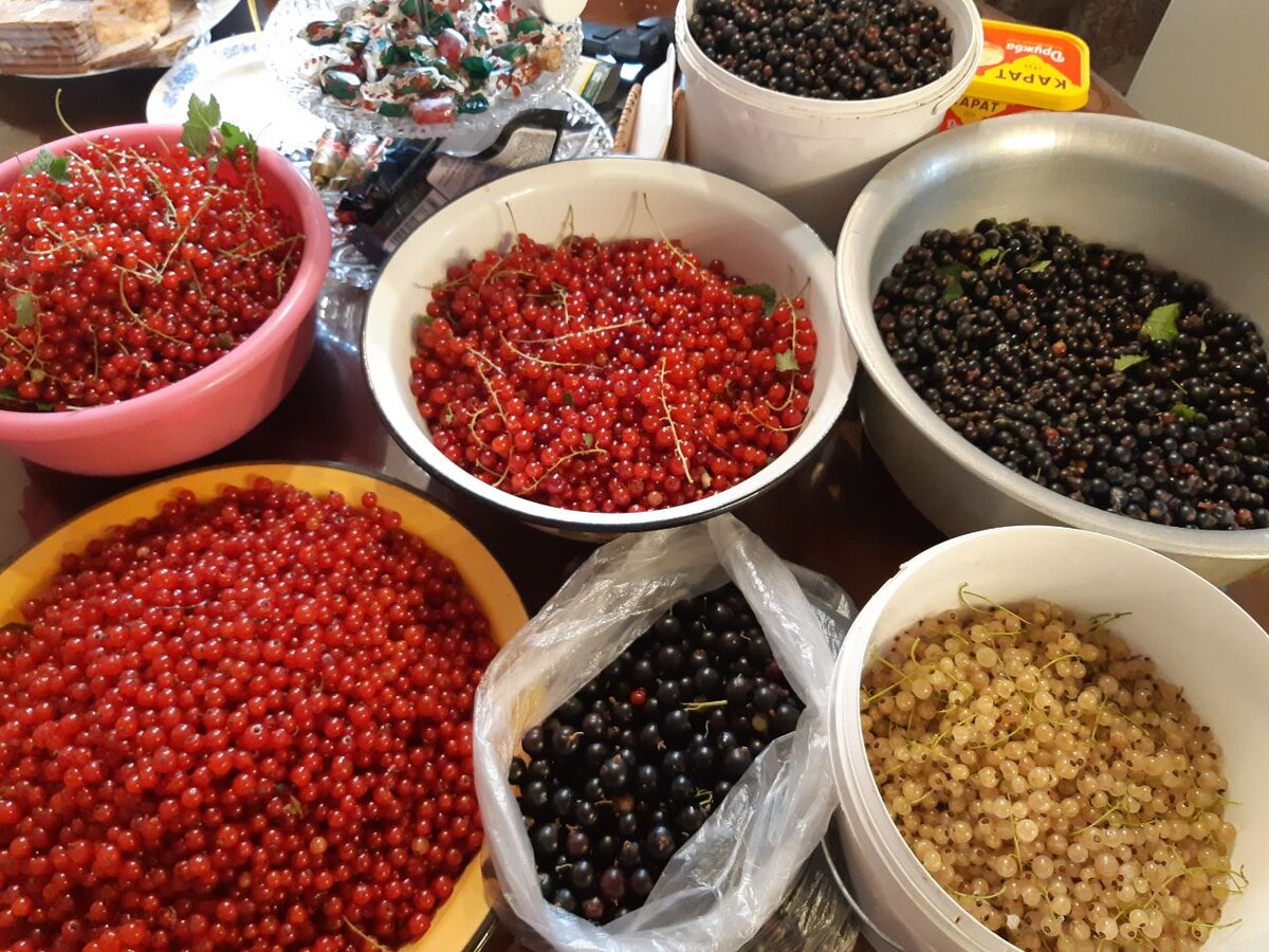 красная, белая и черная смородина.
